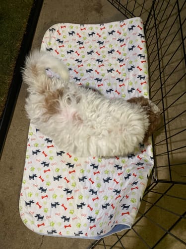 Happy pup 1