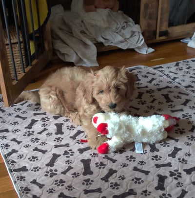 Happy pup 5